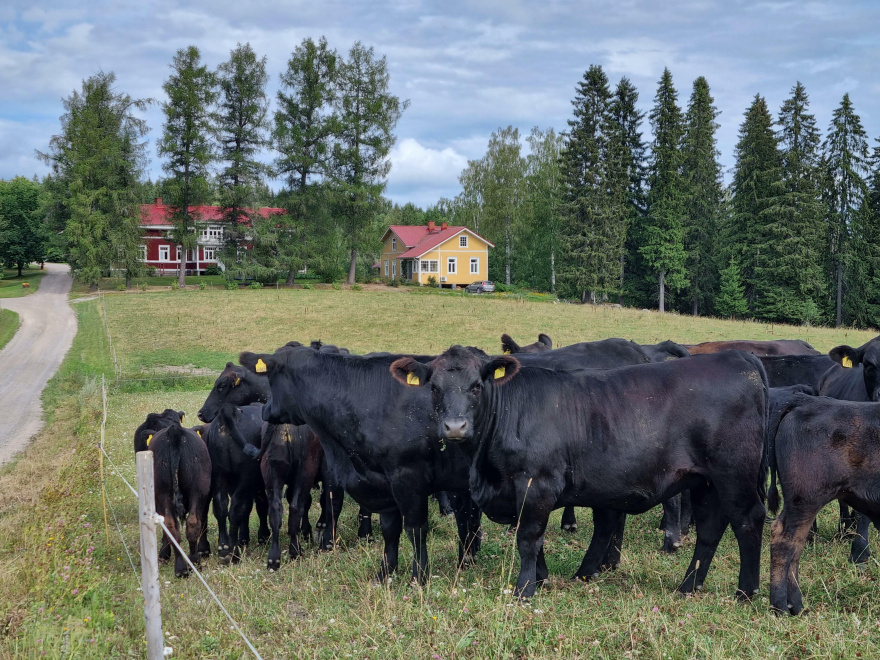 Sarvanan tilan angus-karjaa