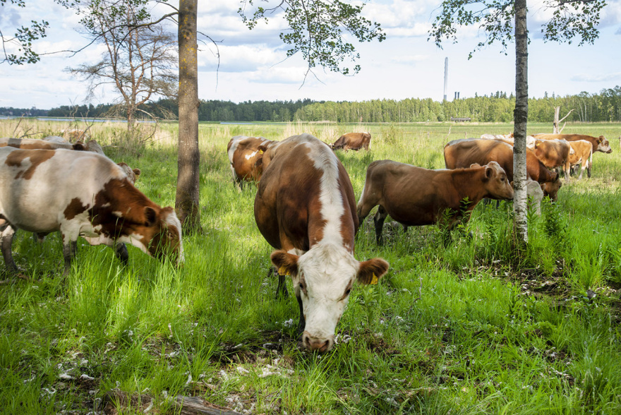 KarjaLaiduntaaKosteikkoniittya-copyWEB