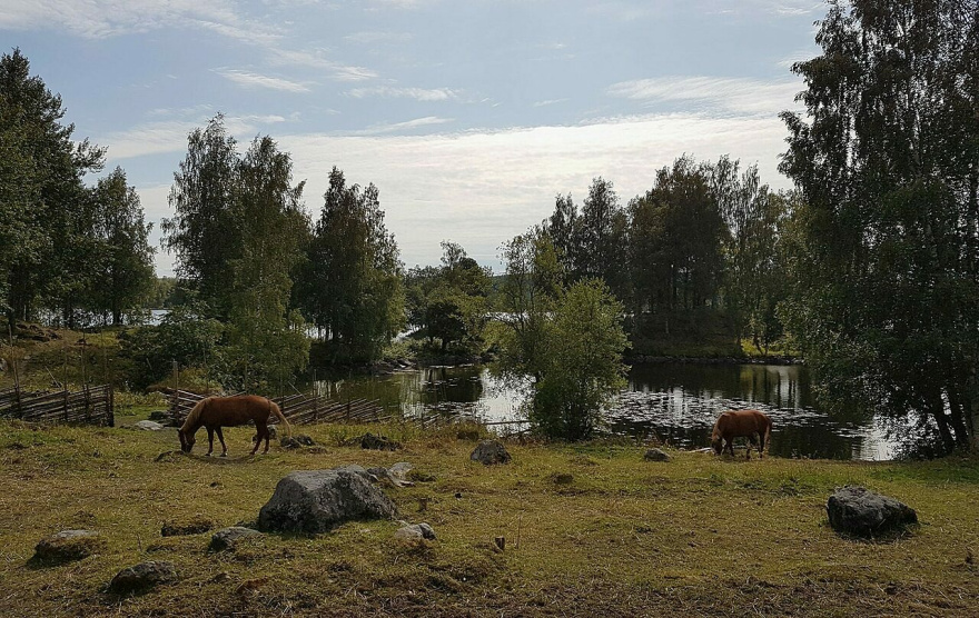 Hevosia Lakkalan laitumella. Kuva Mariko Lindgren
