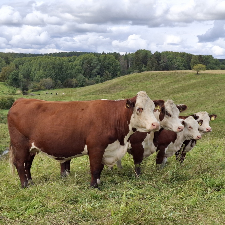 20250822 133846 Rajattu 20250822 133846 Rajattu