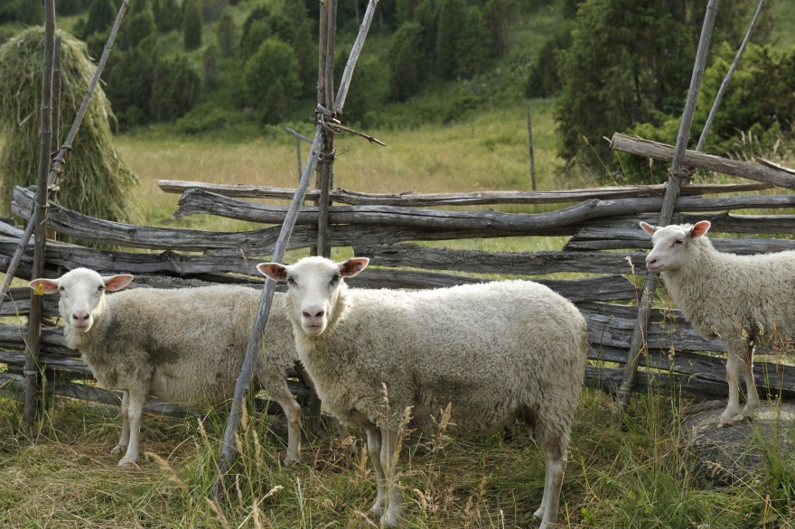 Askala, lammaskatras 1Martina Motzbäuchel Askala, lammaskatras 1Martina Motzbäuchel