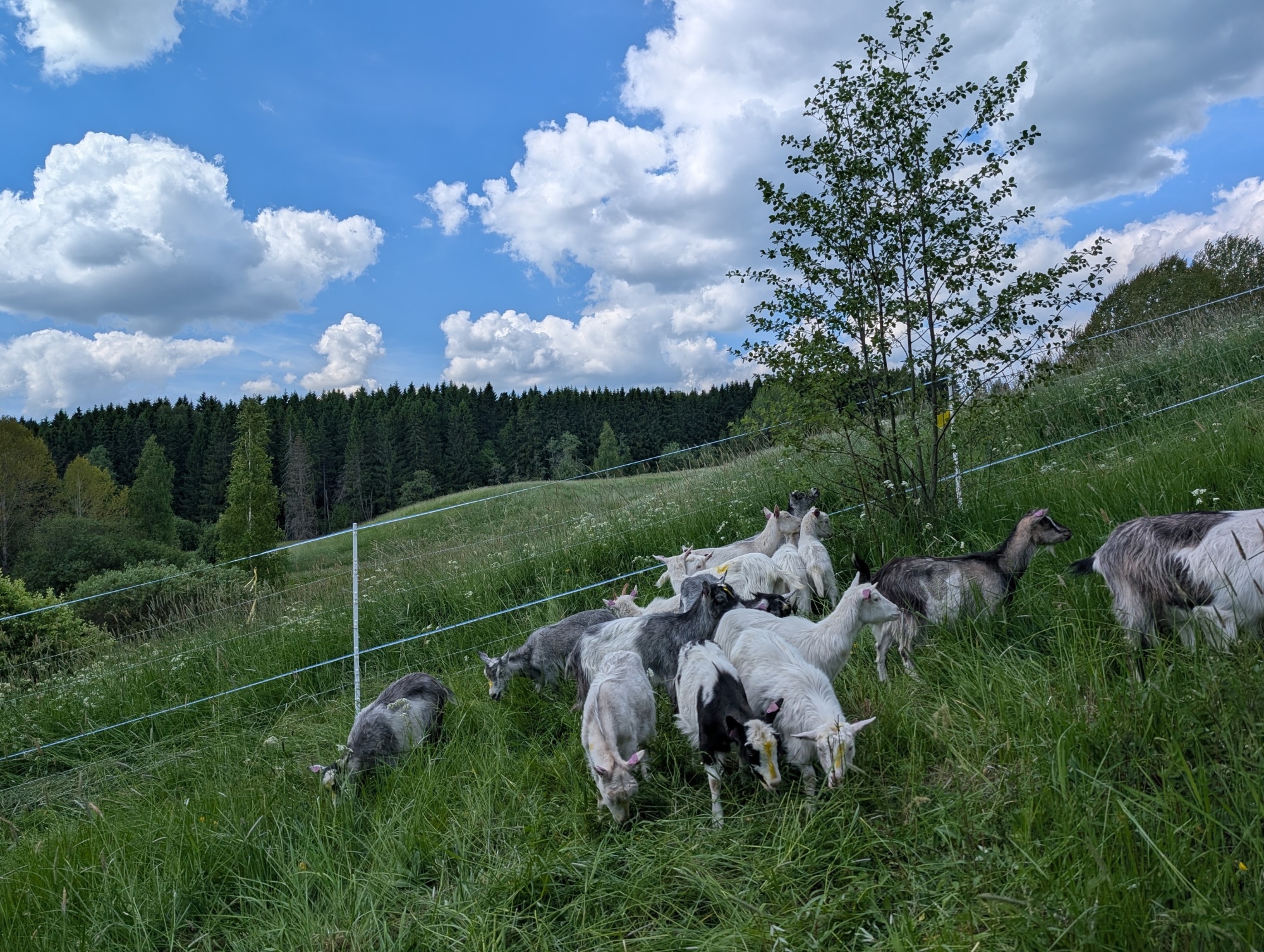 Näytä kuva